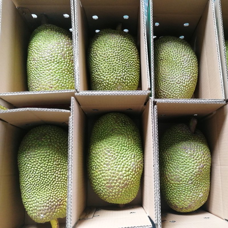 【支持一件代发】马来1号海南菠萝蜜脆甜爽口，水果店热卖款