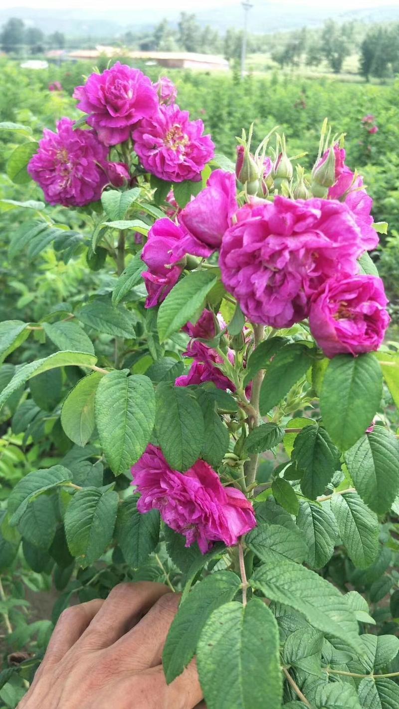 四季玫瑰长期供货量大，根好苗壮。成活率高，花期长。可食用