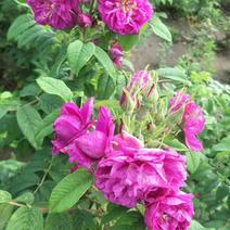 四季玫瑰长期供货量大，根好苗壮。成活率高，花期长。可食用