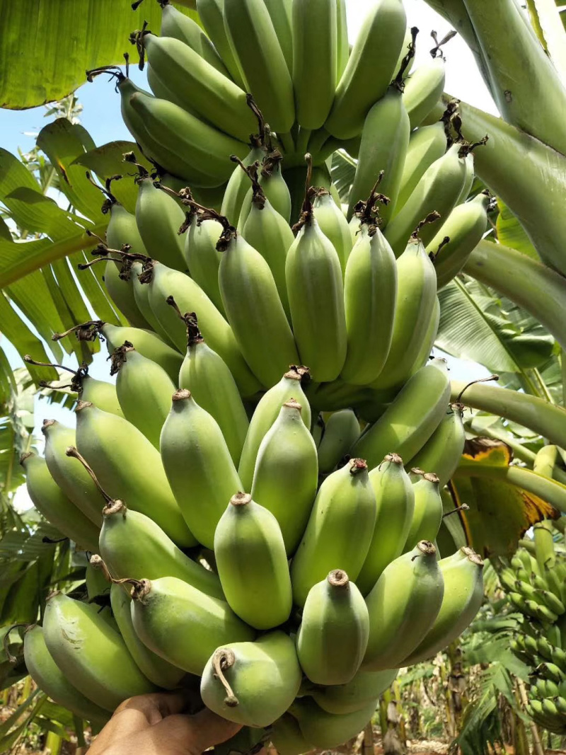 供应江门惠州湛江徐闻广粉粉蕉苗、