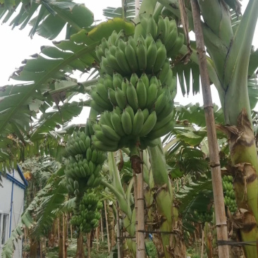 供应江门惠州湛江徐闻广粉粉蕉苗、