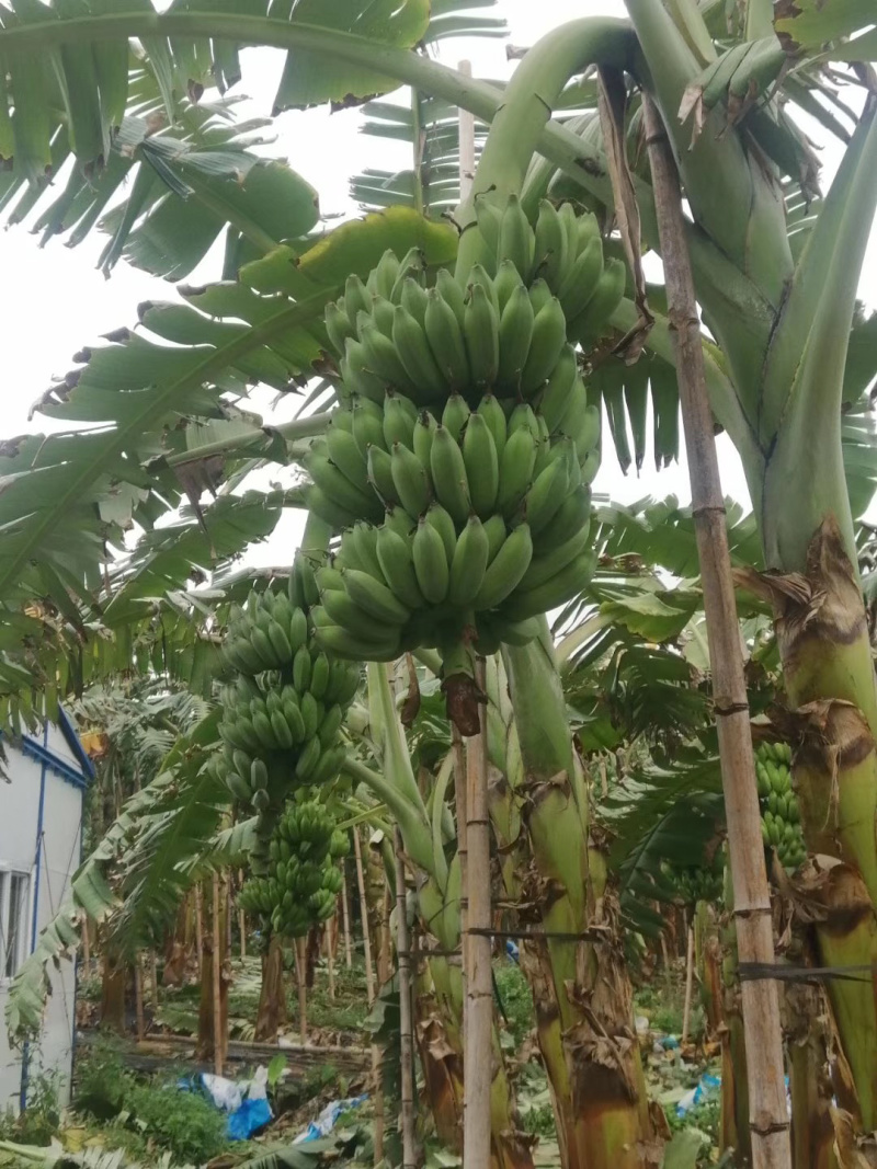 供应江门惠州湛江徐闻广粉粉蕉苗、