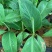 供应江门惠州湛江徐闻广粉粉蕉苗、
