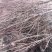 三公分寒红碧桃纯红花大红花碧桃红叶碧桃基地直销