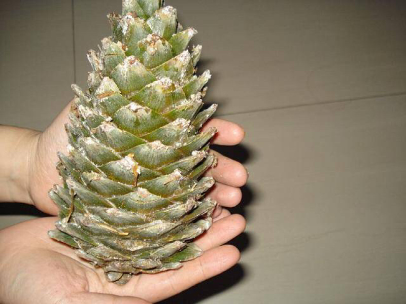 出售22年树龄红松树