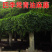 油麻藤种子牛麻藤常春油麻藤四季常绿藤本植物