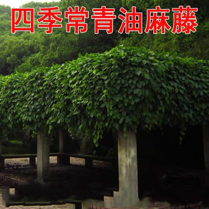 油麻藤种子牛麻藤常春油麻藤四季常绿藤本植物