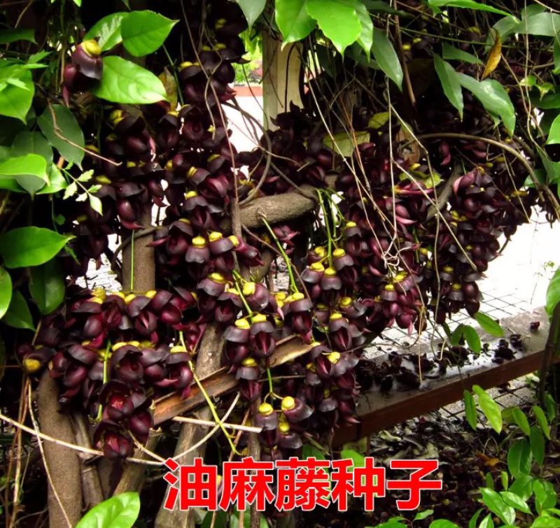 油麻藤种子牛麻藤常春油麻藤四季常绿藤本植物
