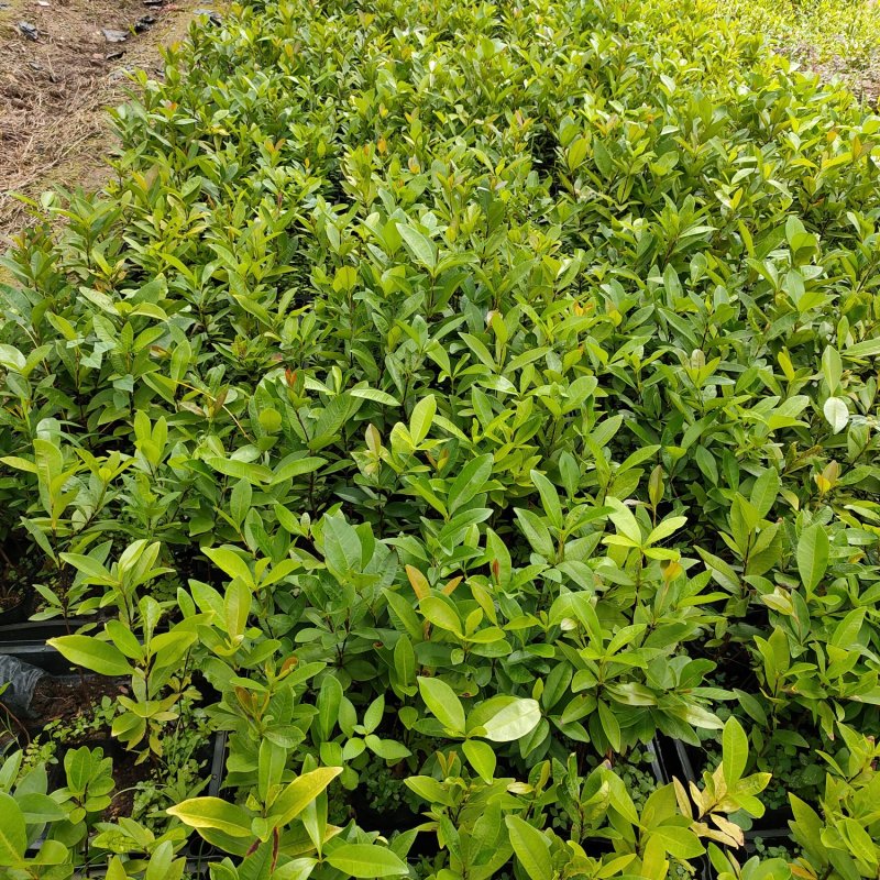 樱桃苗盆栽水果苗南北方皆可种植可观赏