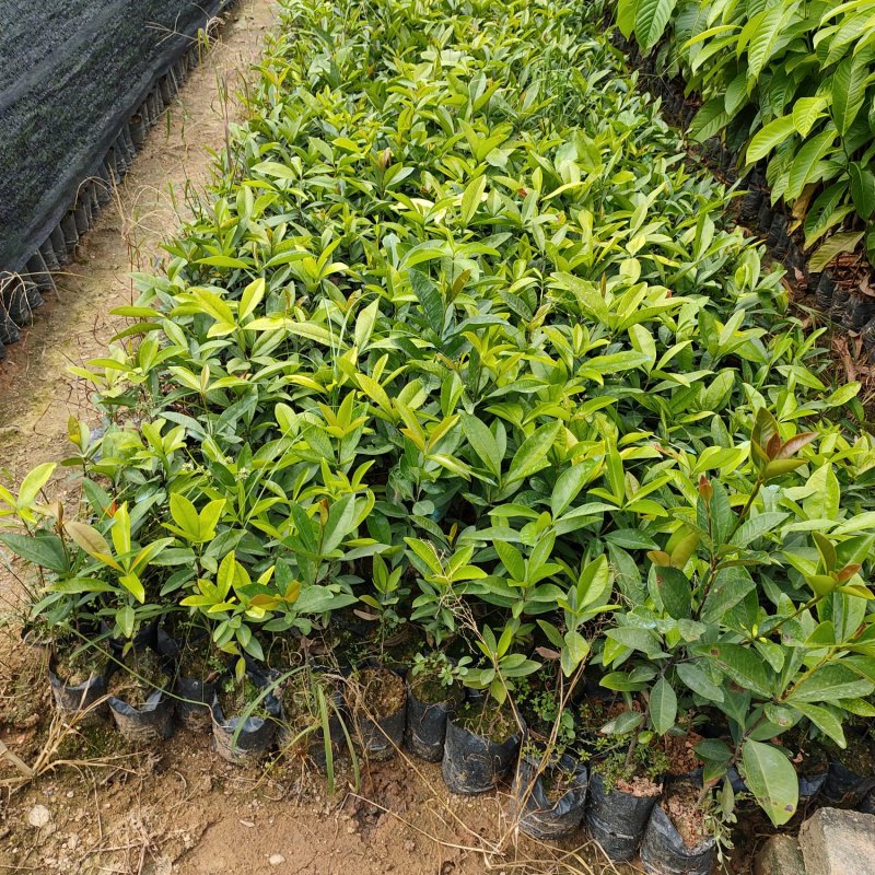 樱桃苗盆栽水果苗南北方皆可种植可观赏