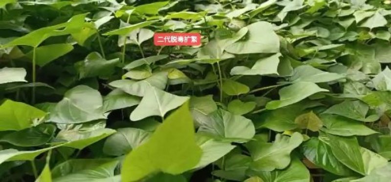 西瓜红龙九大田苗