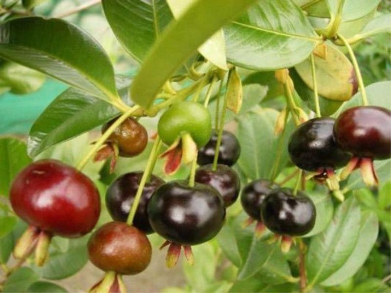【巴西】樱桃苗盆栽水果苗南北方皆可种植可观赏