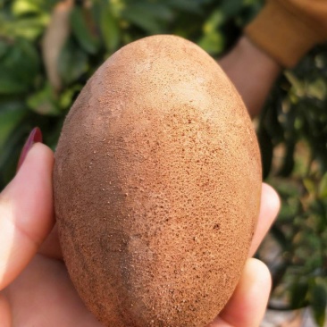 人心果