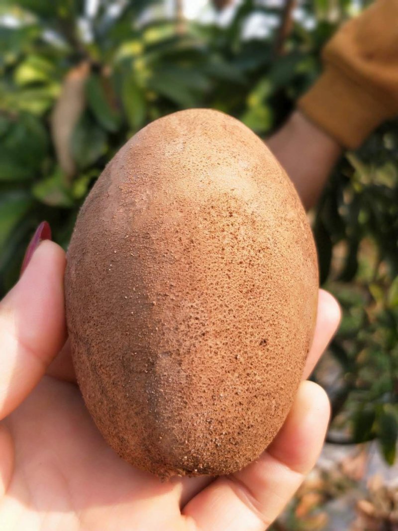人心果