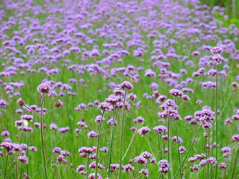 柳叶马鞭草种子阔叶马鞭草种子多年生景观绿化摄影观花种子