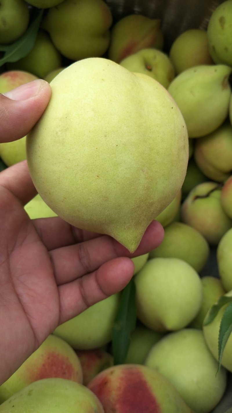 连平县鹰嘴水蜜桃、广东省鹰嘴桃大果3~5两