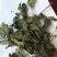 常年供应食品级薄荷叶干品