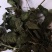 常年供应食品级薄荷叶干品