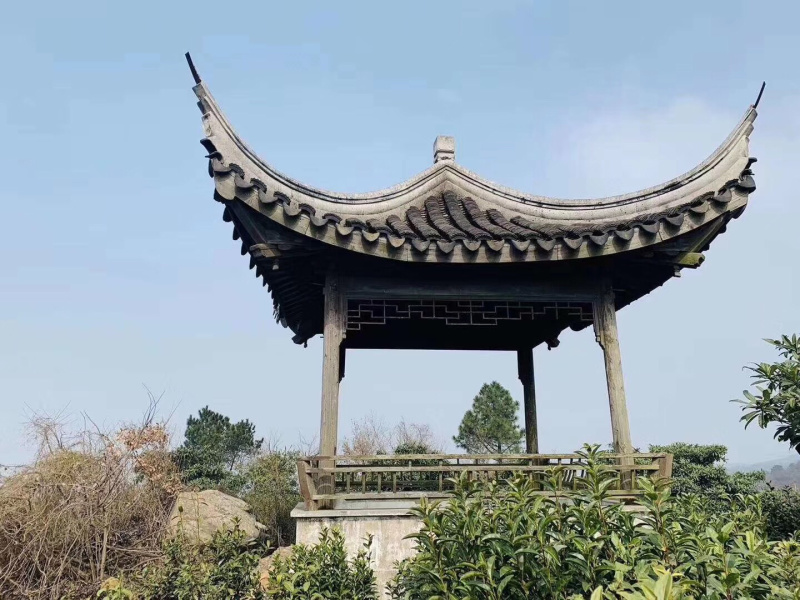 洞庭山碧螺春