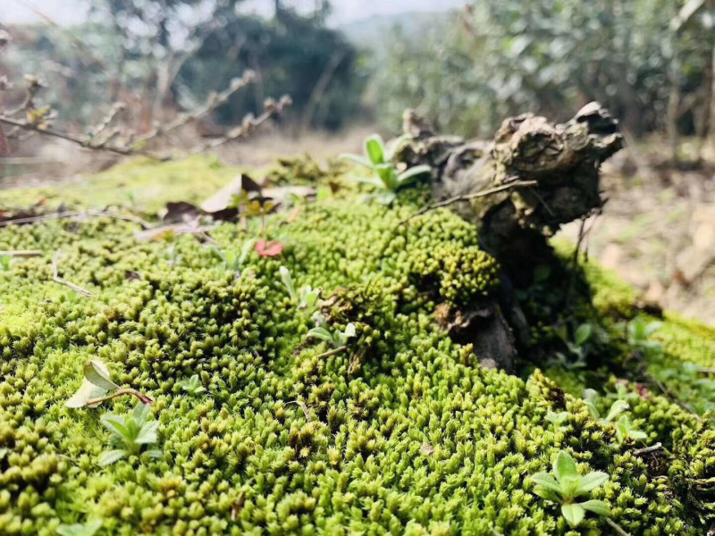洞庭山碧螺春