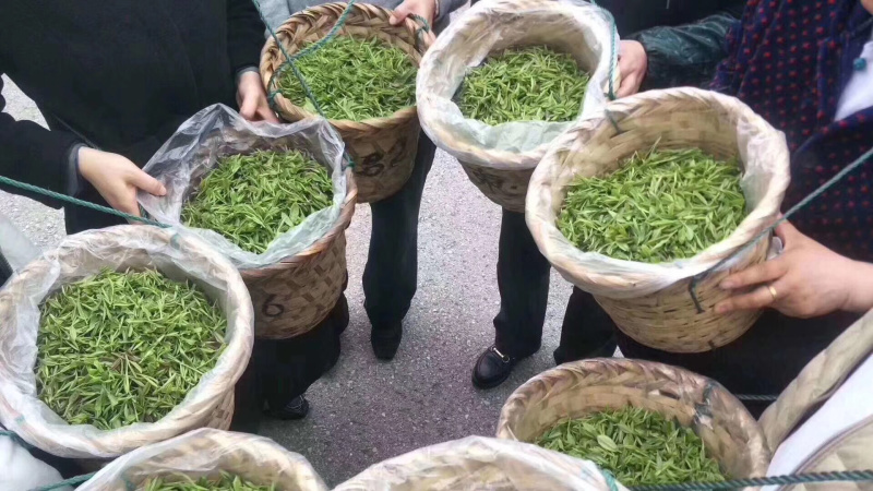 洞庭山碧螺春