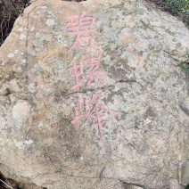洞庭山碧螺春