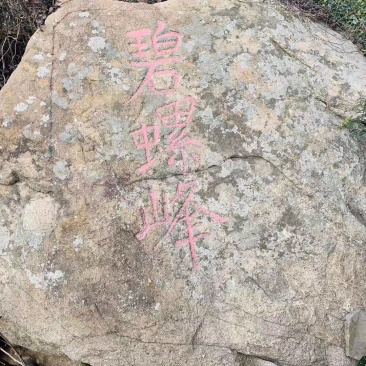 洞庭山碧螺春