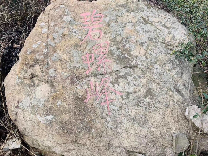 洞庭山碧螺春