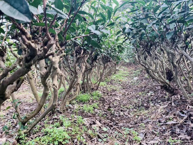 洞庭山碧螺春