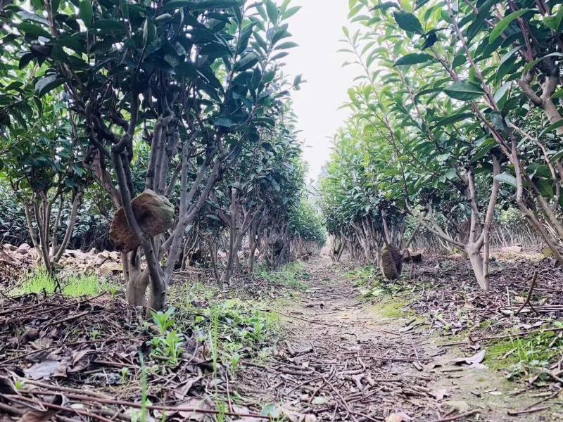 洞庭山碧螺春