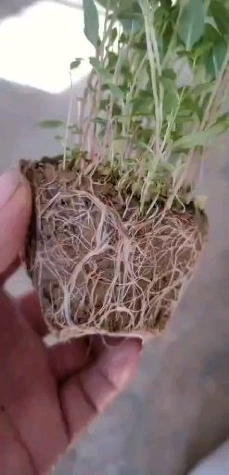 花海用苗千屈菜盆花，质优量大，欢迎新老客户实地考察订购。
