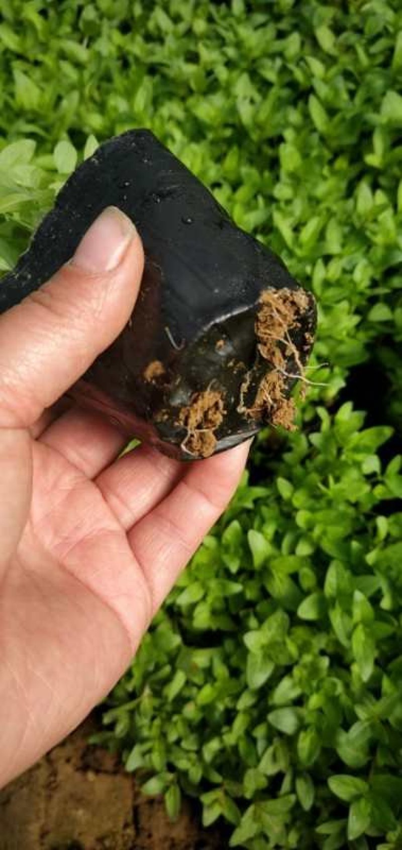 花海用苗千屈菜盆花，质优量大，欢迎新老客户实地考察订购。