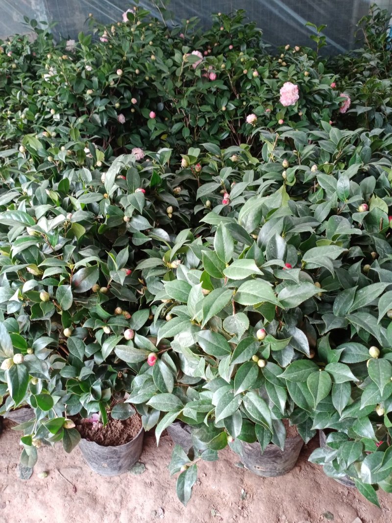 四季香妃茶花苗赤丹山茶花树苗带花苞浓香型庭院室内好养树苗
