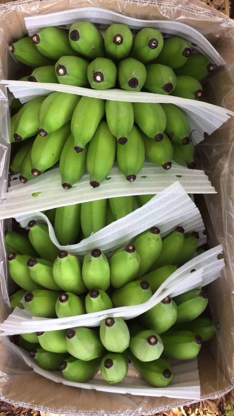 高州基地供应广粉粉蕉苗，金粉、苹果粉