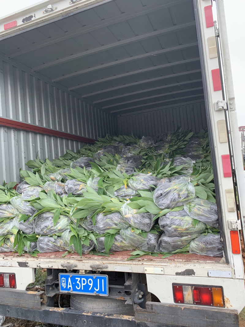 高州基地供应广粉粉蕉苗，金粉、苹果粉