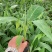 高州基地供应广粉粉蕉苗，金粉、苹果粉