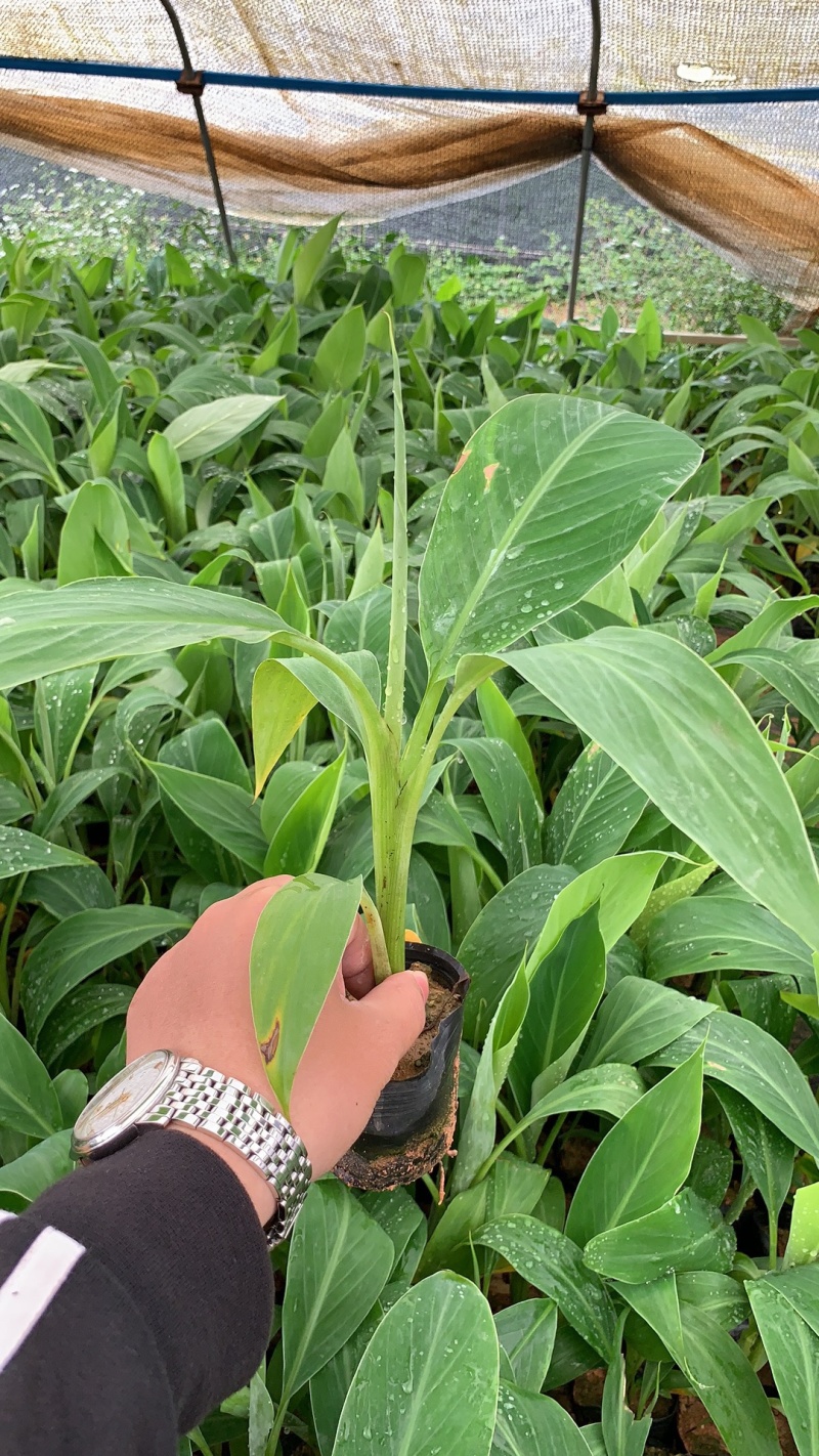 高州基地供应广粉粉蕉苗，金粉、苹果粉