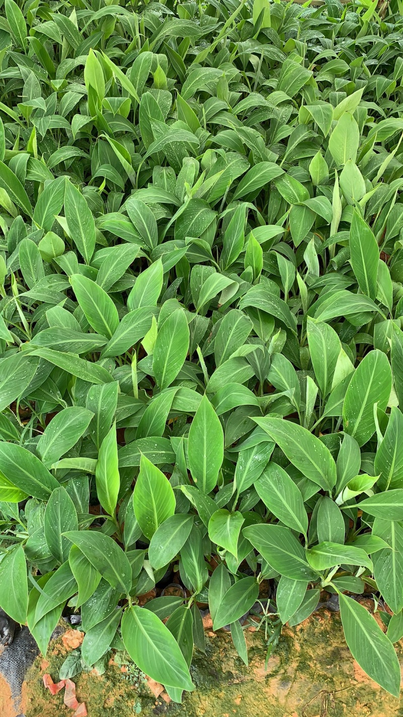 高州基地供应广粉粉蕉苗，金粉、苹果粉