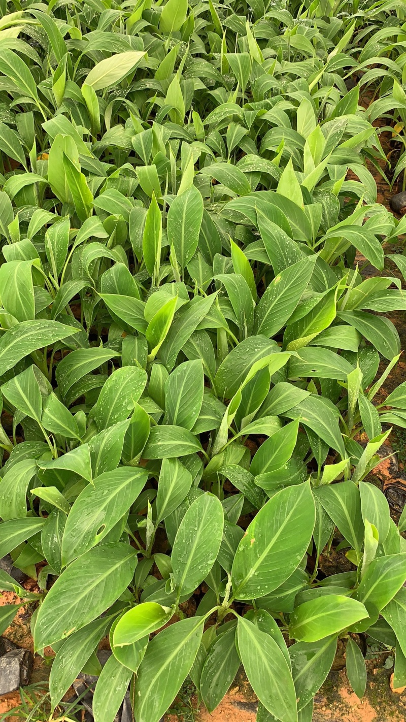 高州基地供应广粉粉蕉苗，金粉、苹果粉
