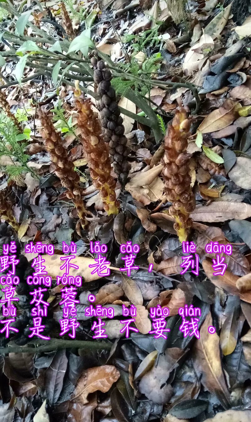 贵州毕节可乐古夜郎大山高山野生不老草草苁蓉