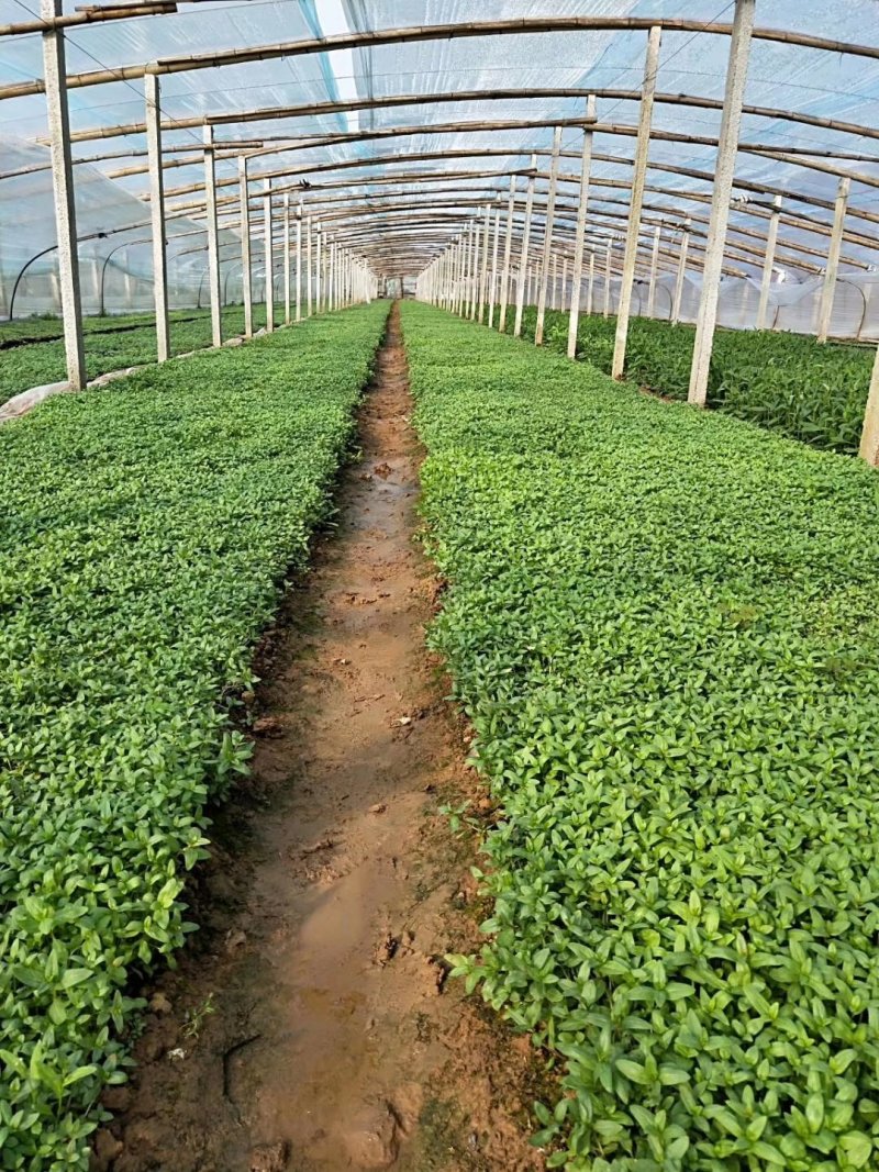 花海用苗千屈菜盆花，质优量大，欢迎新老客户实地考察订购。