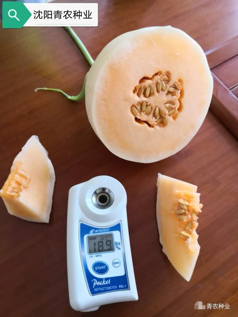 智慧之光红肉脆梨早熟脆甜抗病，可留4茬瓜，肉熟到皮