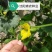 智慧之光红肉脆梨早熟脆甜抗病，可留4茬瓜，肉熟到皮