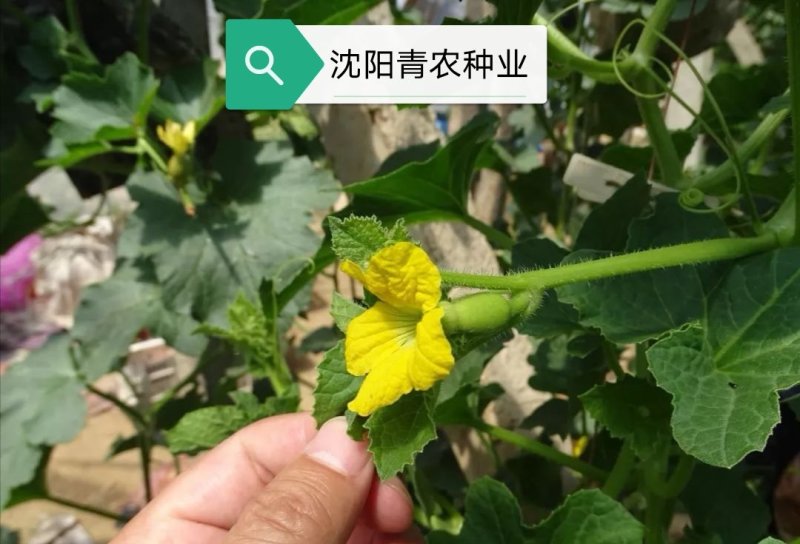 智慧之光红肉脆梨早熟脆甜抗病，可留4茬瓜，肉熟到皮