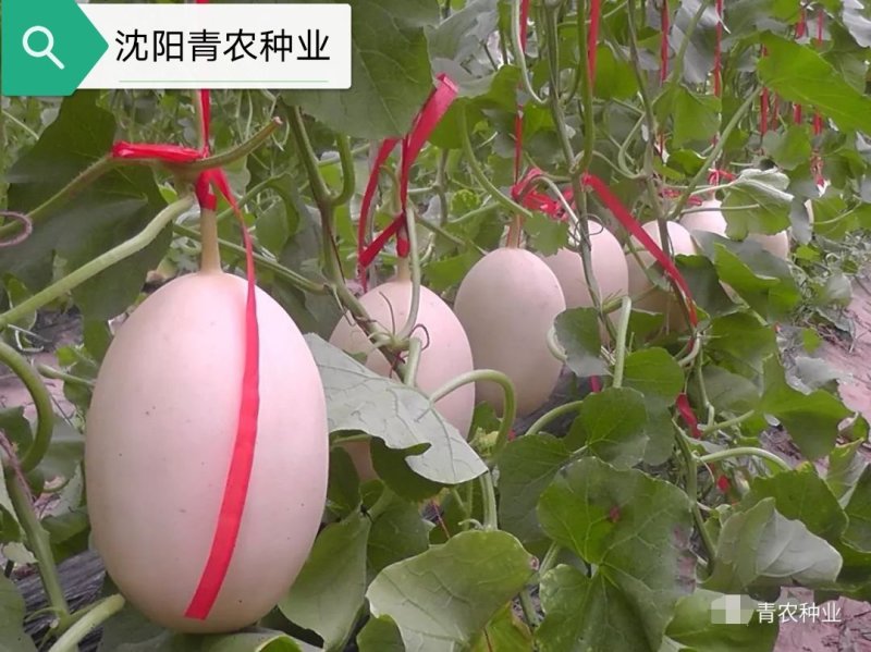 智慧之光红肉脆梨早熟脆甜抗病，可留4茬瓜，肉熟到皮