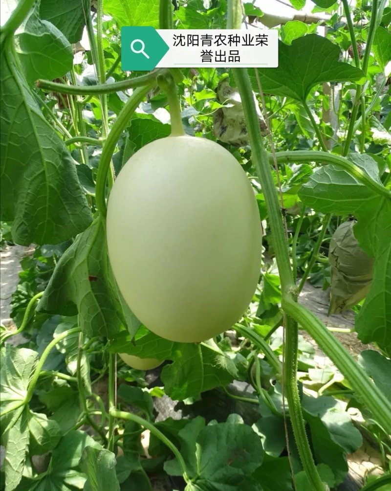 智慧之光红肉脆梨早熟脆甜抗病，可留4茬瓜，肉熟到皮