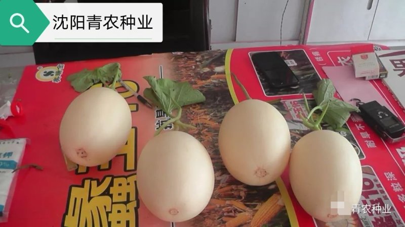 智慧之光红肉脆梨早熟脆甜抗病，可留4茬瓜，肉熟到皮