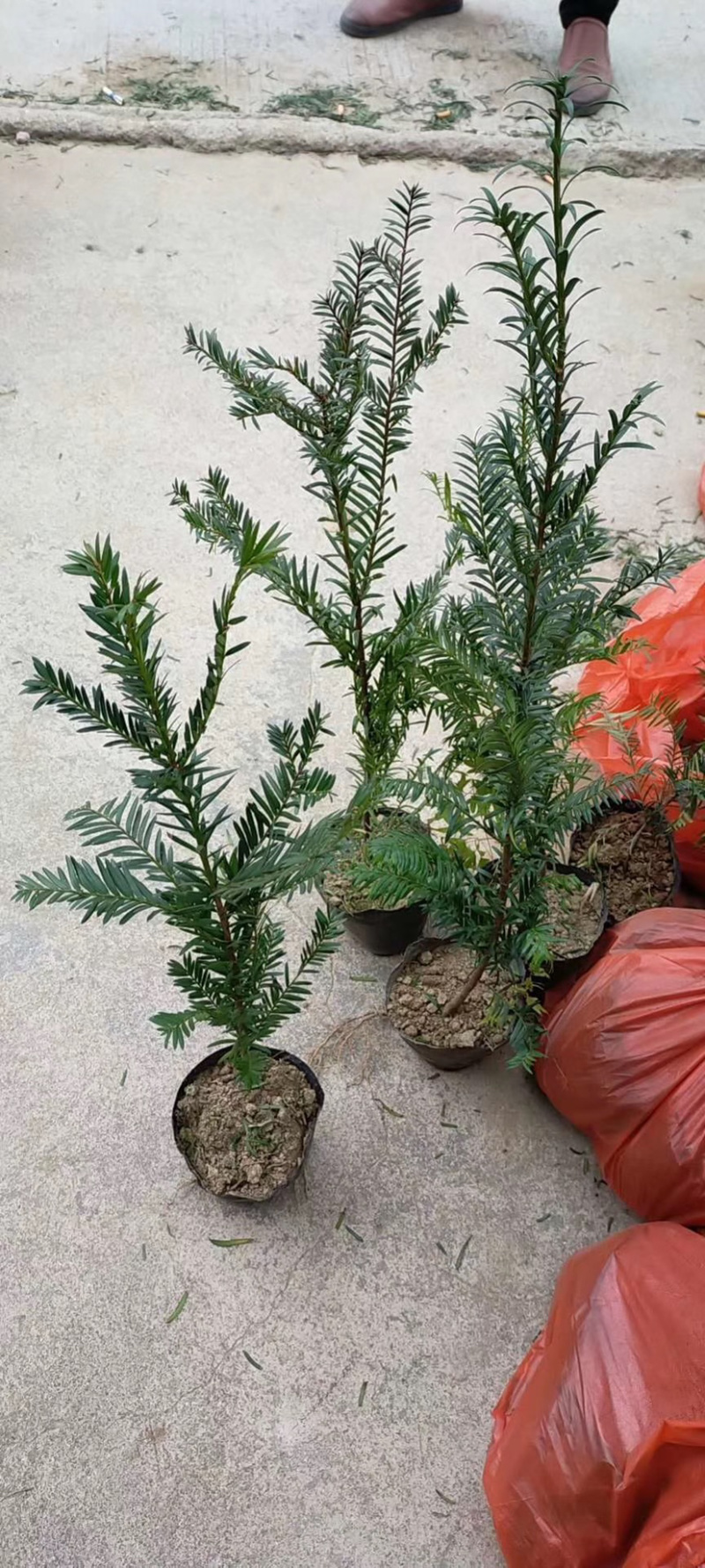 红豆杉，支持现场视屏看货，龙岩永福基地直销