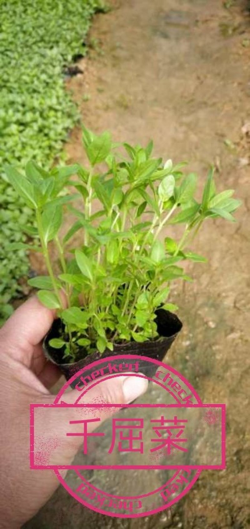花海用苗千屈菜盆花，质优量大，欢迎新老客户实地考察订购。