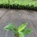 南天黄香蕉苗、巴西香蕉苗